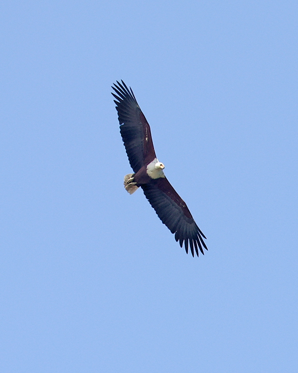 African Fish Eagle